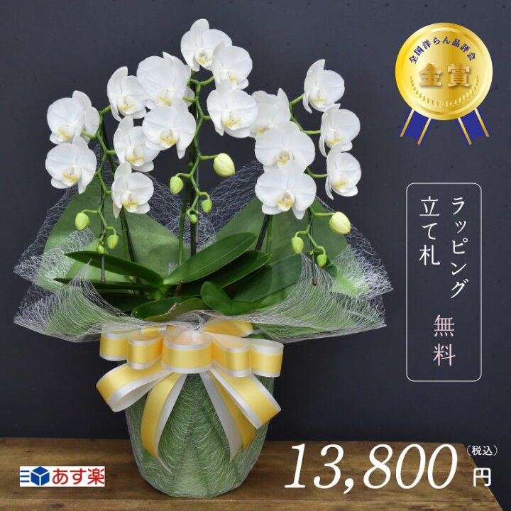 ブランド買うならブランドオフ ミディ胡蝶蘭 アマビリス ３本立ち 白 ２２輪以上 送料無料