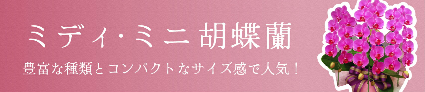 ミディ・ミニ胡蝶蘭