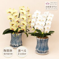 楽天市場】胡蝶蘭 父の日の通販