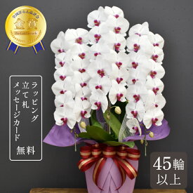 胡蝶蘭 蘭 大輪 スノーキッスエクセレント3本立ち 45輪以上 花 紅白 ギフト お祝い プレゼント 鉢植え 誕生日 開店祝い 開業祝い 開院祝い 就任祝い 竣工祝い 移転祝い 昇任祝い 退職祝い 叙勲祝い 受章祝い 送料無料 金賞