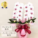 胡蝶蘭 ミニ ルージュ2本立ち 【全国洋らん品評会金賞受賞胡蝶蘭】 蘭 祝い花 ミディ花 ギフト 紅白 白 お祝い プレゼント 祝い花 胡蝶蘭 鉢植え 母の日 敬老の日 開店祝い 退職祝い 開業祝い 還暦 緑寿 古希 喜寿 傘寿 米寿 卒寿 白寿 百寿 長寿祝い 送料無料 2026