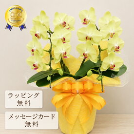 胡蝶蘭 お祝い ミニ フォーチュンザルツマン2本立ち【全国洋らん品評会金賞受賞胡蝶蘭】蘭 祝い花 ミディ花 ギフト 黄色 イエロー 祝い花 母の日 プレゼント 鉢植え 開店祝い 退職祝い 開業祝い 還暦 緑寿 古希 喜寿 傘寿 米寿 卒寿 白寿 百寿 長寿祝い 敬老の日
