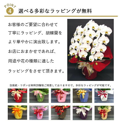 楽天市場 胡蝶蘭オリビア2本立ち 全国洋らん品評会金賞受賞胡蝶蘭 6月日父の日 胡蝶蘭の専門店オーキッドハウス