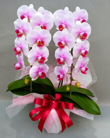 楽天市場 母の日 生花 プレゼントの通販