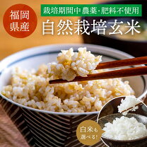 楽天市場】元気つくし 玄米の通販 