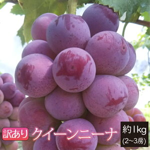 y󂠂z9{` ԂǂNC[j[i 1.0kg 2`3[ R`Y 9{`10{ 