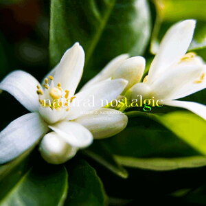 y/tOXzl̍ - Ai GbZVpt[ 40ml / ORGANIC MOTHER LIFE I[KjbN}U[CtI[KjbNϕi GVJϕi I[KjbNRX