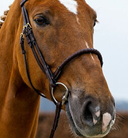 Trust（トラスト）ワイド鼻革/頭絡（手綱・コンビ鼻革付）