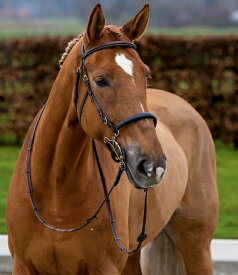 Trust（トラスト）　ハックモア頭絡（手綱付）