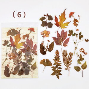 o NAV[ 傫  V[ [WTCY XebJ[ R[W f V[ PET ϐ COXebJ[ A ԕ t[ KN [Y t A hCt[ t 