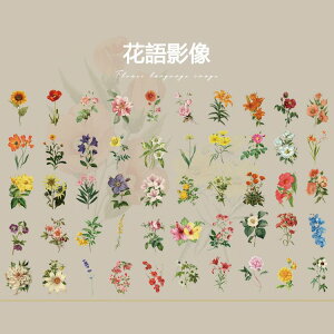 /CO 50 ؎ t[NV[ CXgXebJ[ m AJ [bp A@ ˁ@ co 莆 g WNW[i R[Wf fR[V r