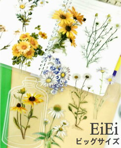 o V[ 傫 t[NV[ R[Wf fR[V COXebJ[ WNW[i [Y ^̉ r r NA PETf A  t[ t gt t