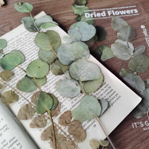 o NAV[ [WTCY R[Wf  [Y KN hCt[  t  V_ A ԕ CXgV[ 傫 PETV[ _CJbg ϐ t[