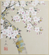 肉筆色紙　桜 中谷文魚【当日出荷可能】