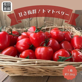 甘さ抜群 トマト 嫌いでも食べれる ミニトマト トマトベリー 1箱約1.6キロ前後 長田農園 リコピン 人気 甘い 愛知県産