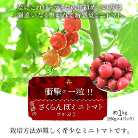 衝撃の一粒！ 奇跡の さくらんぼトマト (ぷちぷよ) 1箱 約1kg前後 長田農園 産地直送 トマト とまと 野菜 やさい サラダ ぷちぷよ 新感覚 食感 薄皮 甘い デリケート ぷにぷに ツヤツヤ もっちり 食べ物 冷蔵 プレゼント 美容 健康