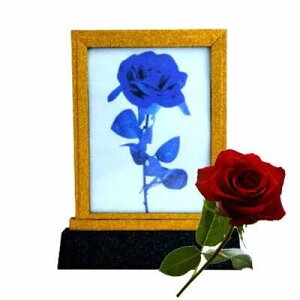 CgjO[Yt[`Lightning Rose Frame` |C[W,}WbN,}WbN,i,̔,Vbv,}WV,,osaka,magic