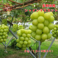 【限定大セール！お見逃しなく♪】シャインマスカット 長野県産　5キロ 10・9房入り　大阪市　中央卸売市…