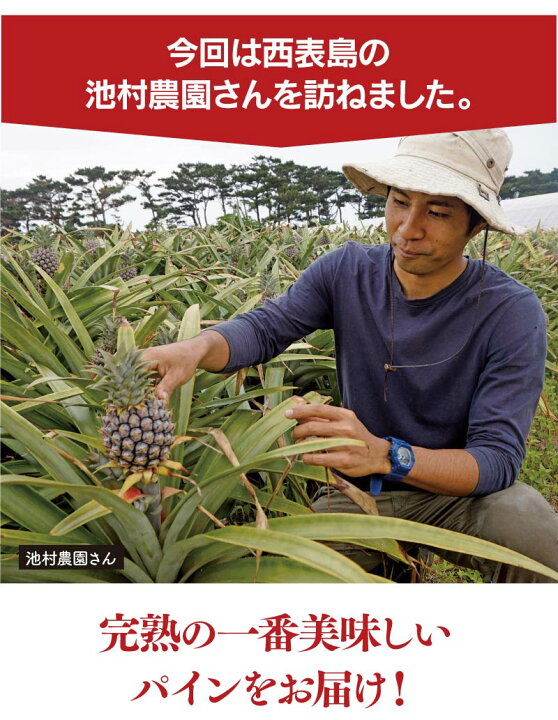 楽天市場】沖縄 パイナップル 島パイン 送料無料 2.5kg 約2玉～6玉入り 