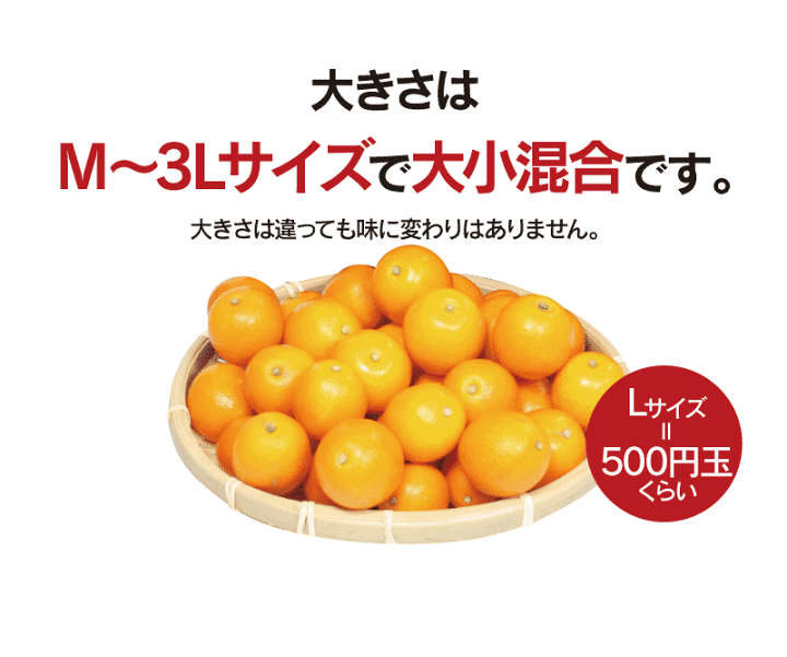 楽天市場】みかん 金柑 完熟 フルーツ 金柑 1.6kg 送料無料 ＜1月上旬
