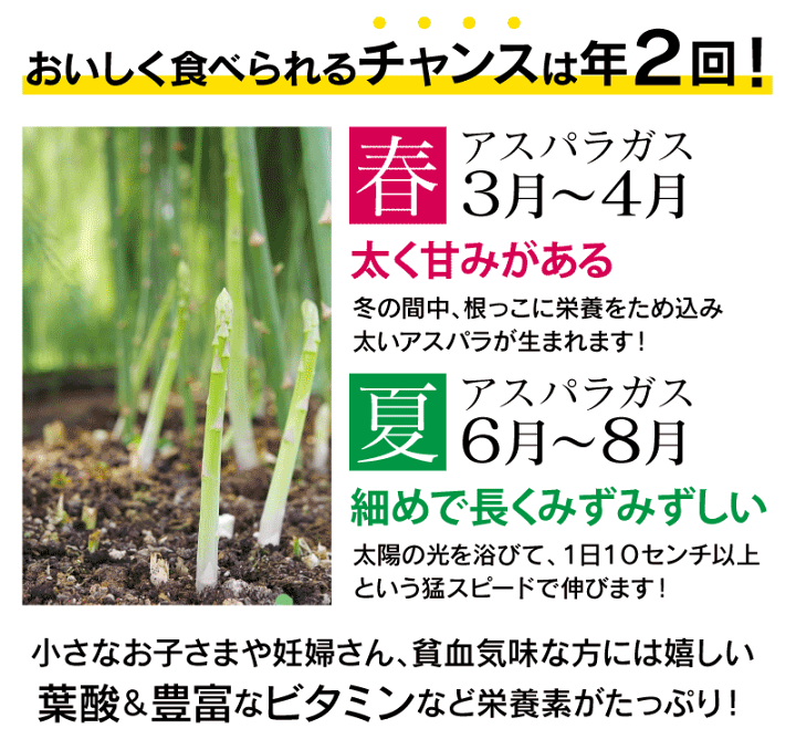 楽天市場 アスパラガス 森のアスパラガス アスパラ 500g ぴよマヨ 1本 ギフトセット 3月中旬より順次出荷予定 産地直送 農家直送 国産 大嶌屋 おおしまや Gift おいしさ直送 熊本おおしま屋