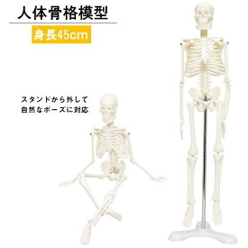 人体模型 人体骨格模型 骨格標本 45cm 1/4 モデル ホワイト 台座 可動域 どくろ ミニ 人形 ホラー 人形 全身 可動 人体 じんたい 模型 がいこつ がい骨 屋外 玄関 整骨院 インテリア 小物直立 スタンド 教材 フィギュア LB-229 区分60Y