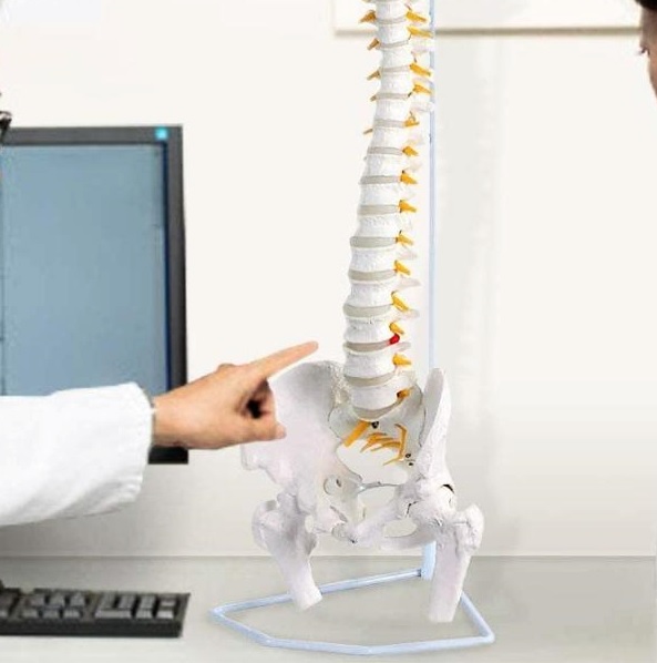楽天市場】人体模型 骨 等身大 脊椎 模型 実物大 90センチ 脊髄骨盤