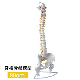 人体模型 骨 等身大 脊椎 模型 実物大 90センチ 脊髄骨盤模型 股関節 脊柱可動 ヘルニア病部 脊髄神経根 椎骨動脈 椎間板 人体 じんたい 模型 整骨院 スタンド 教材 LB-228 区分100S