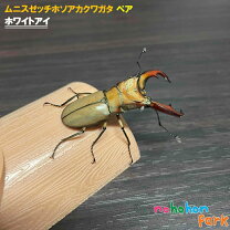 楽天市場】クワガタ福袋（生体｜昆虫）：ペット・ペットグッズの通販