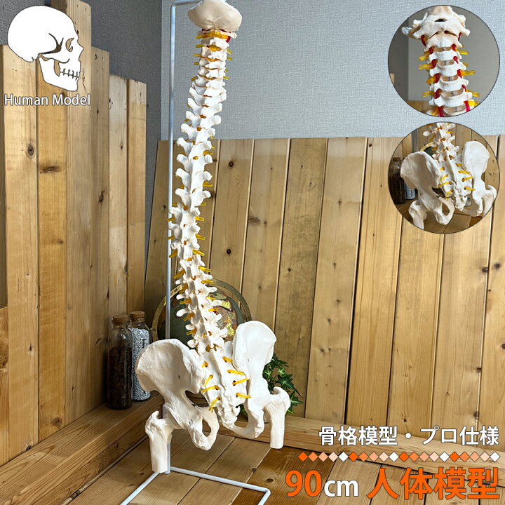 楽天市場】人体模型 骨 等身大 脊椎 模型 実物大 90センチ 脊髄骨盤 
