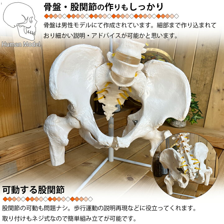 楽天市場】人体模型 骨 等身大 脊椎 模型 実物大 90センチ 脊髄骨盤 