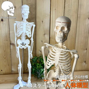 l̖͌^ l̍i͌^ iW{ 45cm 1/4 f zCg   ǂ ~j l` z[ l` Sg  l 񂽂 ͌^   O  @ CeA  X