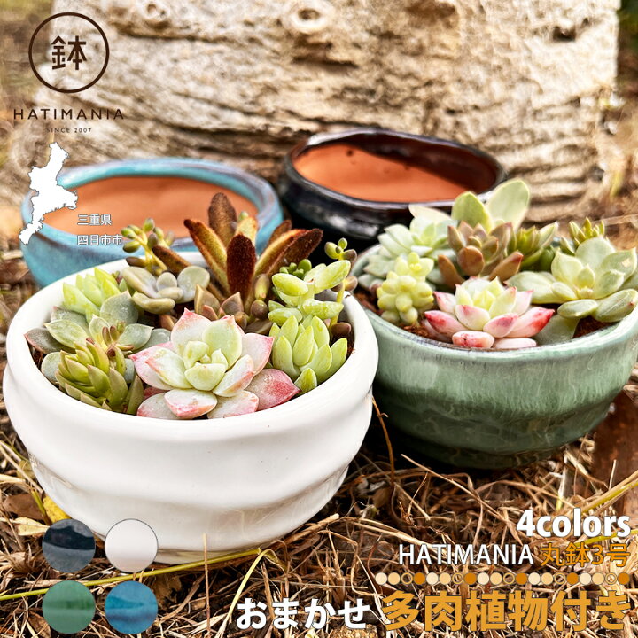 楽天市場】多肉植物おまかせ寄せ植え HATIMANIA 3号 1006W 鉢づくし 