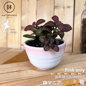 HATIMANIA }jA ی^ 3 ~͔ ₷  TCY  XO `H| ~ A T{e AKx  ϗtA R쑐 A 򍪐A  ۃE a  v^