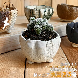 HATIMANIA }jA 2.5ی^  Â ~͔ ϗtA T{e A ~j~ STCY Od uh n`}jA  ~jA ~jv^[ A CeA  J