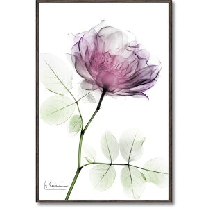 yz[p[ X-RAYLoXA[g uEh[Y v(STCY)@ lC   i  a v[g Mtg z V zCgf[