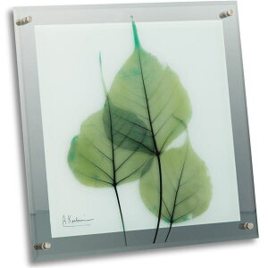 yzX-RAY KXA[gt[(L) uO[[J v@ lC   i  a v[g Mtg z V zCgf[