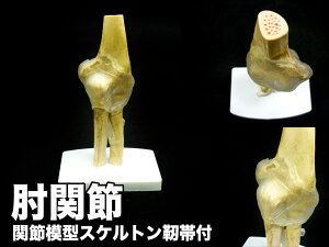 l̍i͌^ I֐ XPgxѕt ###I֐ߐxѕt024S###