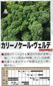 yC^A̖؁zGustoItalia@J[mP[EFfiP[jk_Czl/40