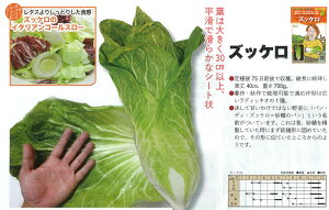 【イタリアの野菜】GustoItalia パン・ディ・ズッケロ ズッケロ(ラディッキオ)(トキタ)/小袋(50粒)