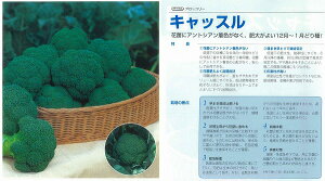 �y�u���b�R���[�z�L���b�X���k�^�L�C��z�l/���܁i1.1ml�j