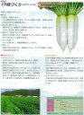 【ダイコン】おでん大根YR味づくり〔宇治交配〕/小袋（4ml）