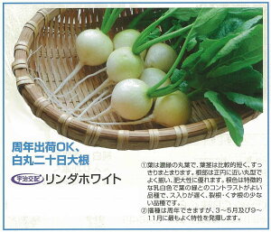 �y��\���卪�z�����_�z���C�g�k�F����z�l/���܁i230���j