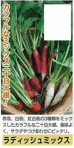 �y��\���卪�z���낱�냉�f�B�b�V���~�b�N�X�i�^�L�C�j/���܁i300���j