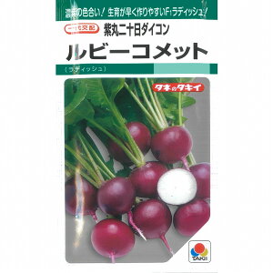 �y��\���卪�z���r�[�R���b�g�k����z�i�^�L�C�j�l/���܁i310���j