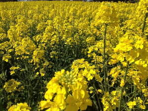 yԍ؁ẑȂˁELULmi^lE؍ȂˁiGV_i^ljӐ/1L