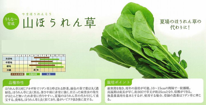 楽天市場 ホウレンソウ 山ほうれん草 うちな 育成 小袋 野菜のタネのお買い物 太田のタネ 楽天市場 ホウレンソウ 山ほうれん草 うちな 育成 小袋 野菜のタネのお買い物 太田のタネ