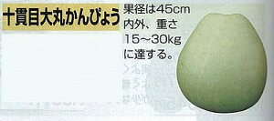 �y���Z�E�ւ��ܑ��z�\�іڑ�ۂ���҂傤�k�Œ��0061�l/���܁i22���j