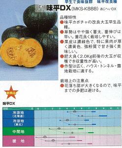 �y�J�{�`���zF1 ����DX�k���B���������݂��ǁl/���܁i8���j