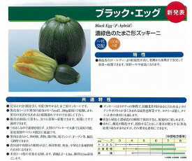 楽天市場 ブラック ズッキーニの通販 楽天市場 ブラック ズッキーニの通販